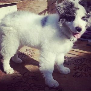 Meet your Posher, Jairo